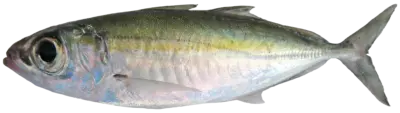Big Eys Scad Selar crumenopthalmus