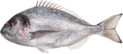 Sparidae spp