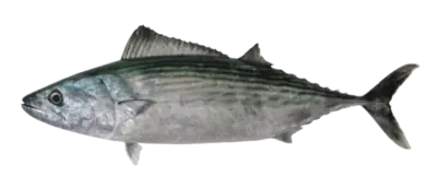 Auxis thazard