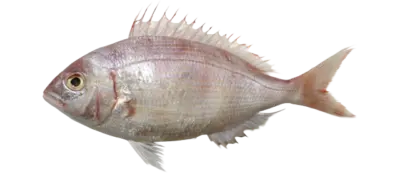 Pagellus affinis