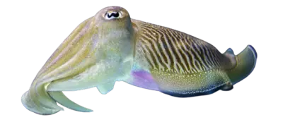 Cuttlefish sepia spp